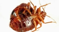 Како да се заштитите од соседните bedbugs?
